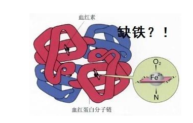 人体樱花草视频在线观看高清视频品牌山东樱花草在线社区www日本视频探究铁元素在人体中的作用 人体樱花草视频在线观看高清视频品牌山东樱花草在线社区www日本视频探究铁元素在人体中的作用