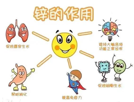 全自动樱花草在线社区www韩国生产厂家提示人体内的锌元素有哪些作用？