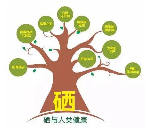 钙铁锌硒检测仪厂家提示什么叫有机硒和无机硒？科学补硒看看吧